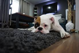 5 pasos para limpiar las manchas y el olor de las mascotas de tu alfombra