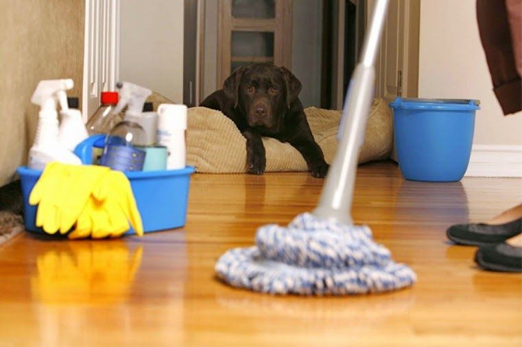 Cómo mantener una casa limpia cuando tienes mascotas – Limpieza de la casa