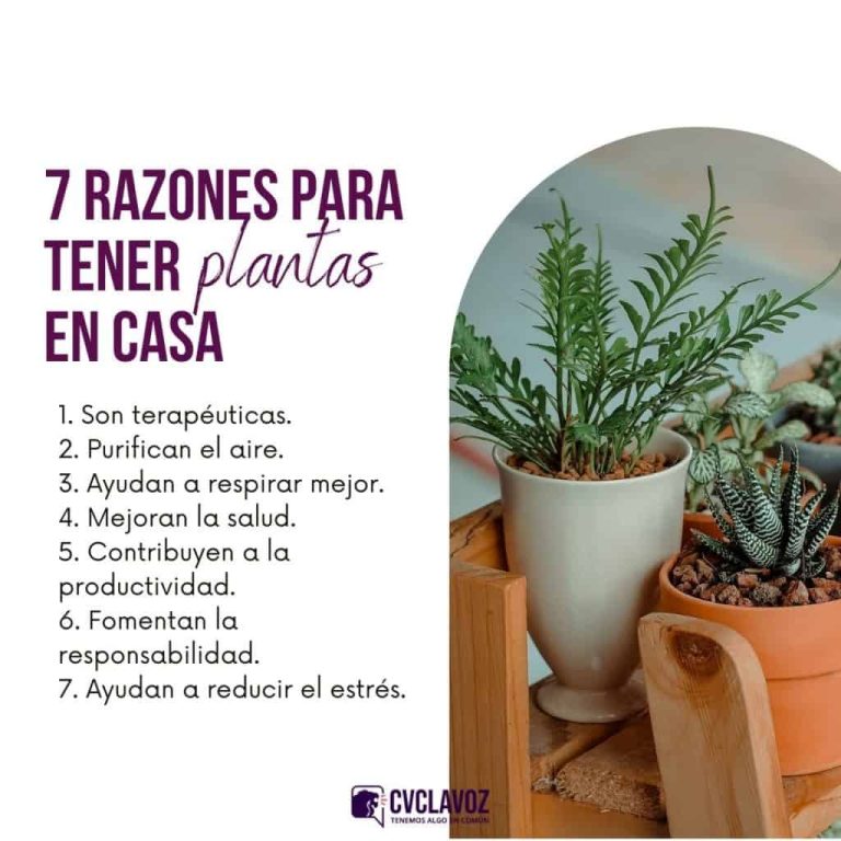 5 razones para tener plantas en cada habitación de tu casa