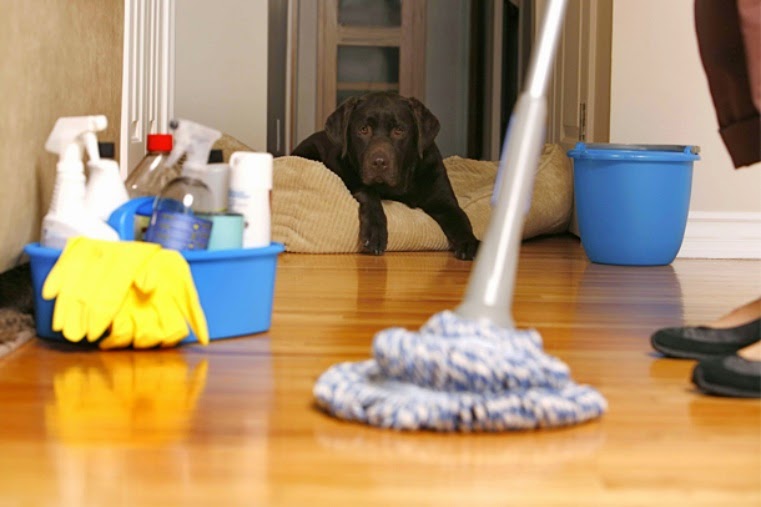 ¿Estás practicando una limpieza apta para mascotas?  – Limpieza del hogar clavel